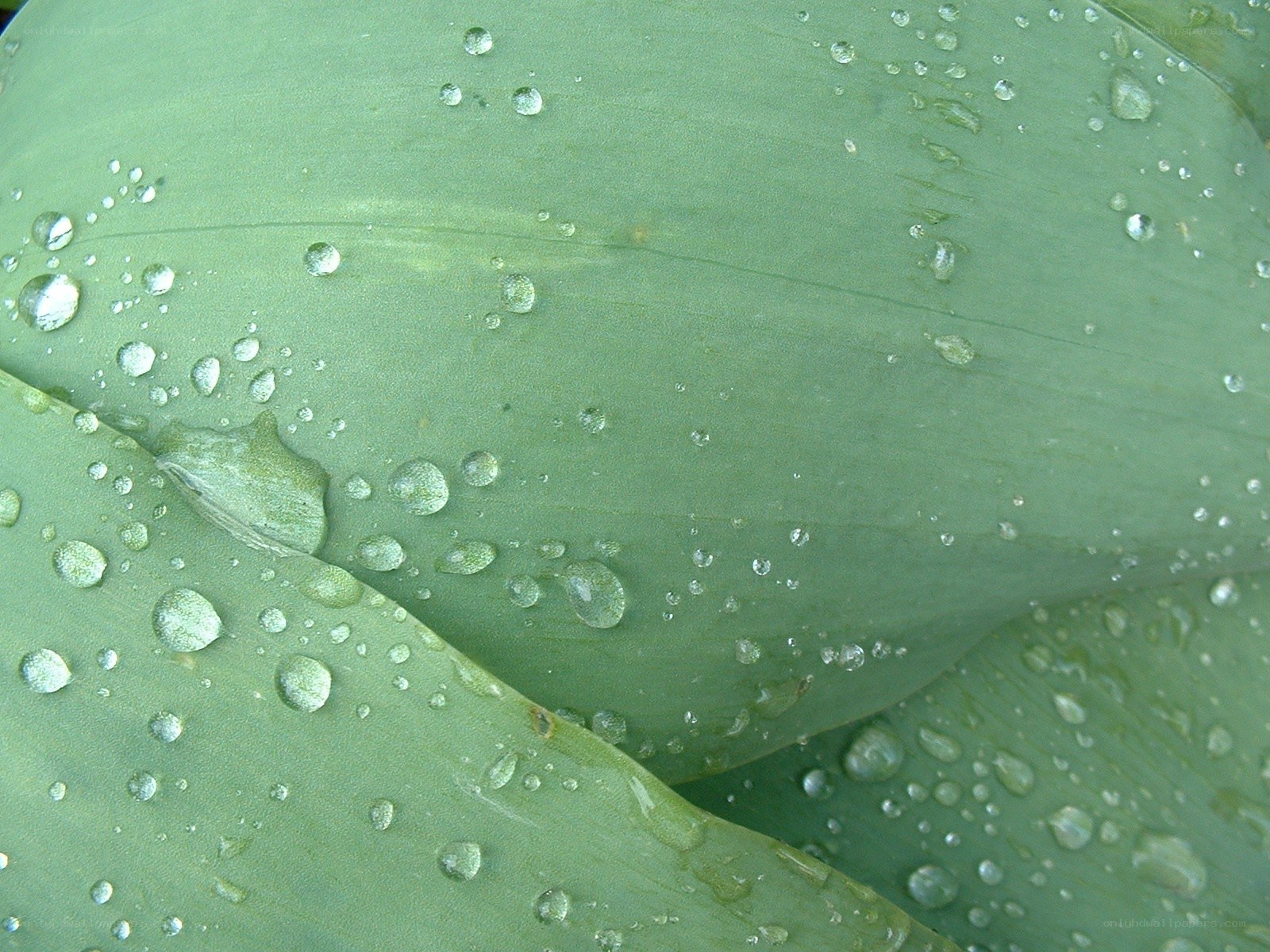 Water droplets on green leaves