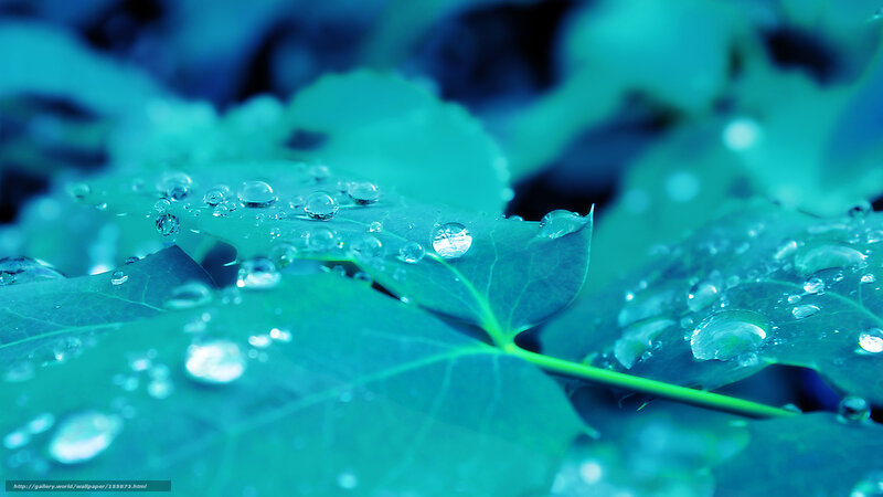 Water droplets on green leaves
