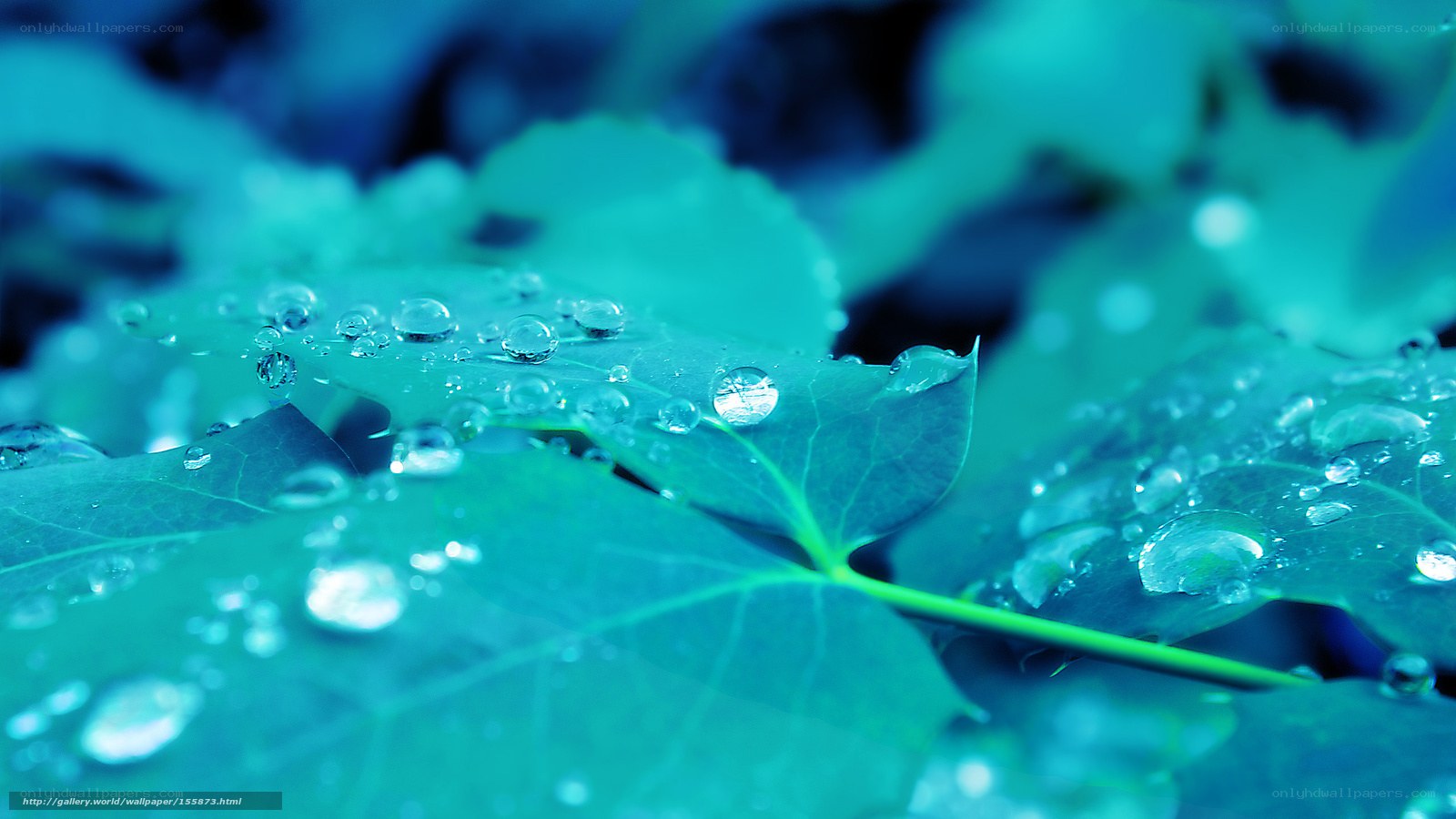 Water droplets on green leaves