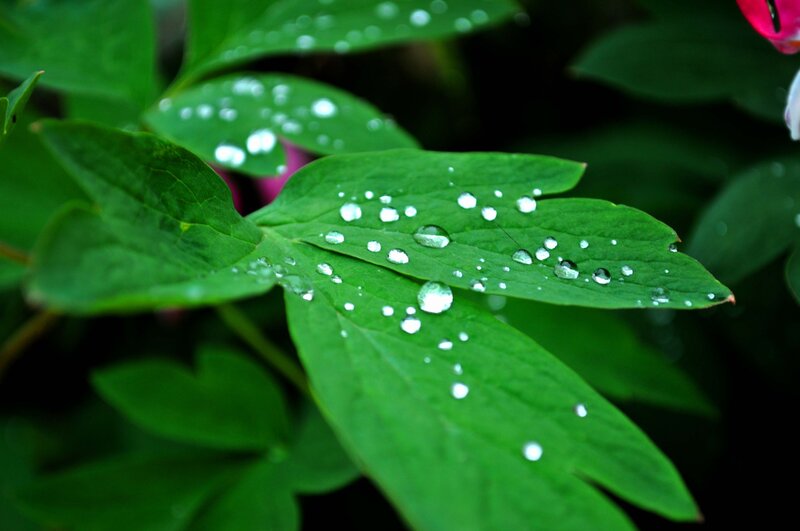 Water droplets on green leaves