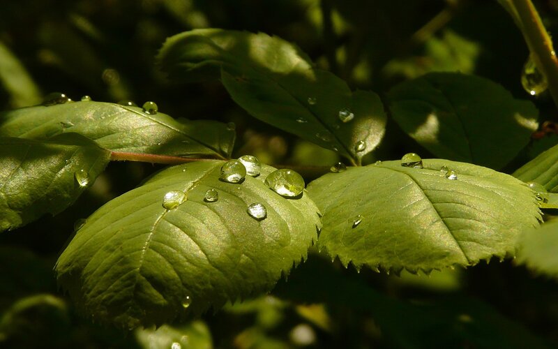 Water droplets on green leaves