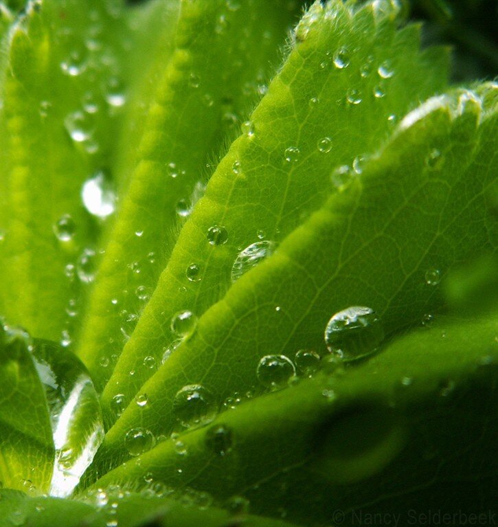 Water droplets on green leaves