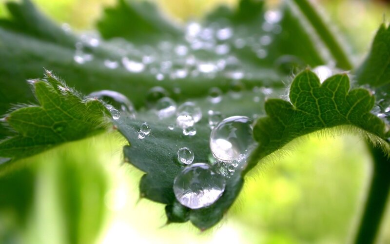 Water droplets on green leaves