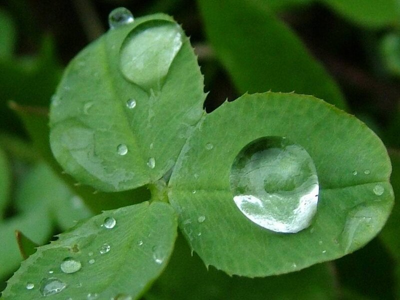 Water droplets on green leaves