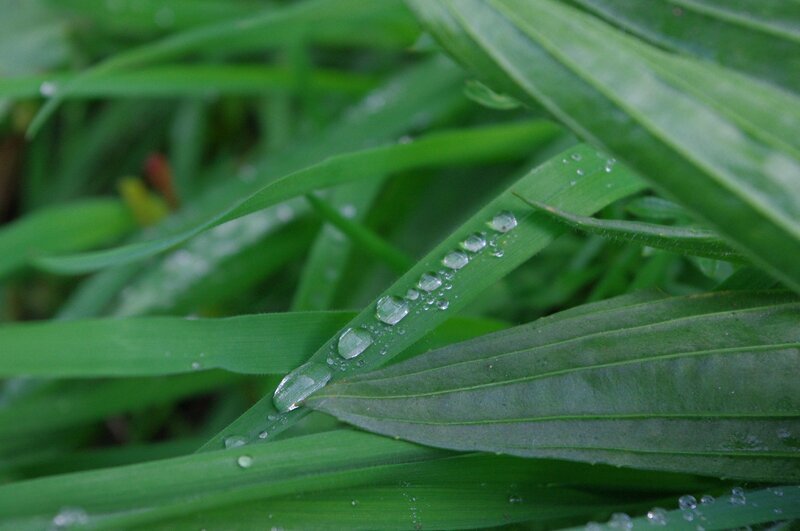 Water droplets on green leaves
