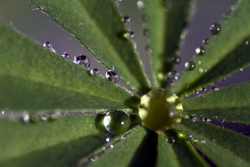 Water droplets on green leaves