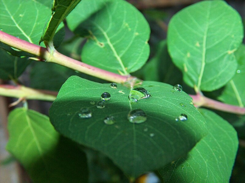Water droplets on green leaves