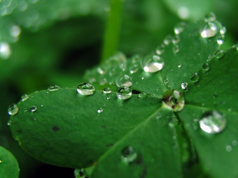 Water droplets on green leaves