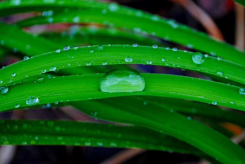 Water droplets on green leaves