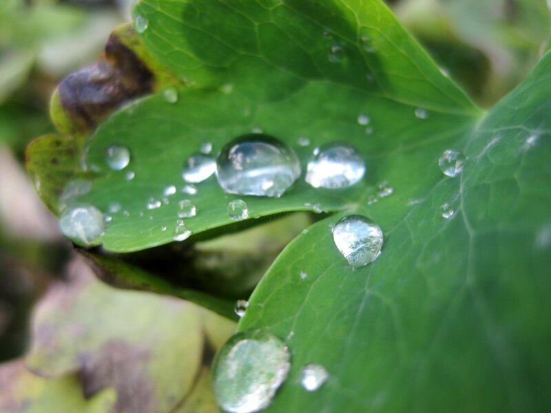 Water droplets on green leaves