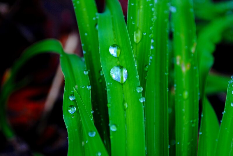 Water droplets on green leaves