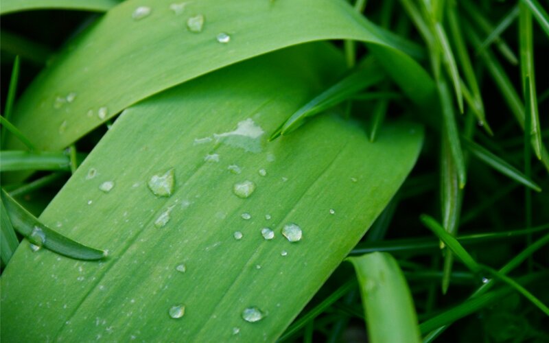 Water droplets on green leaves