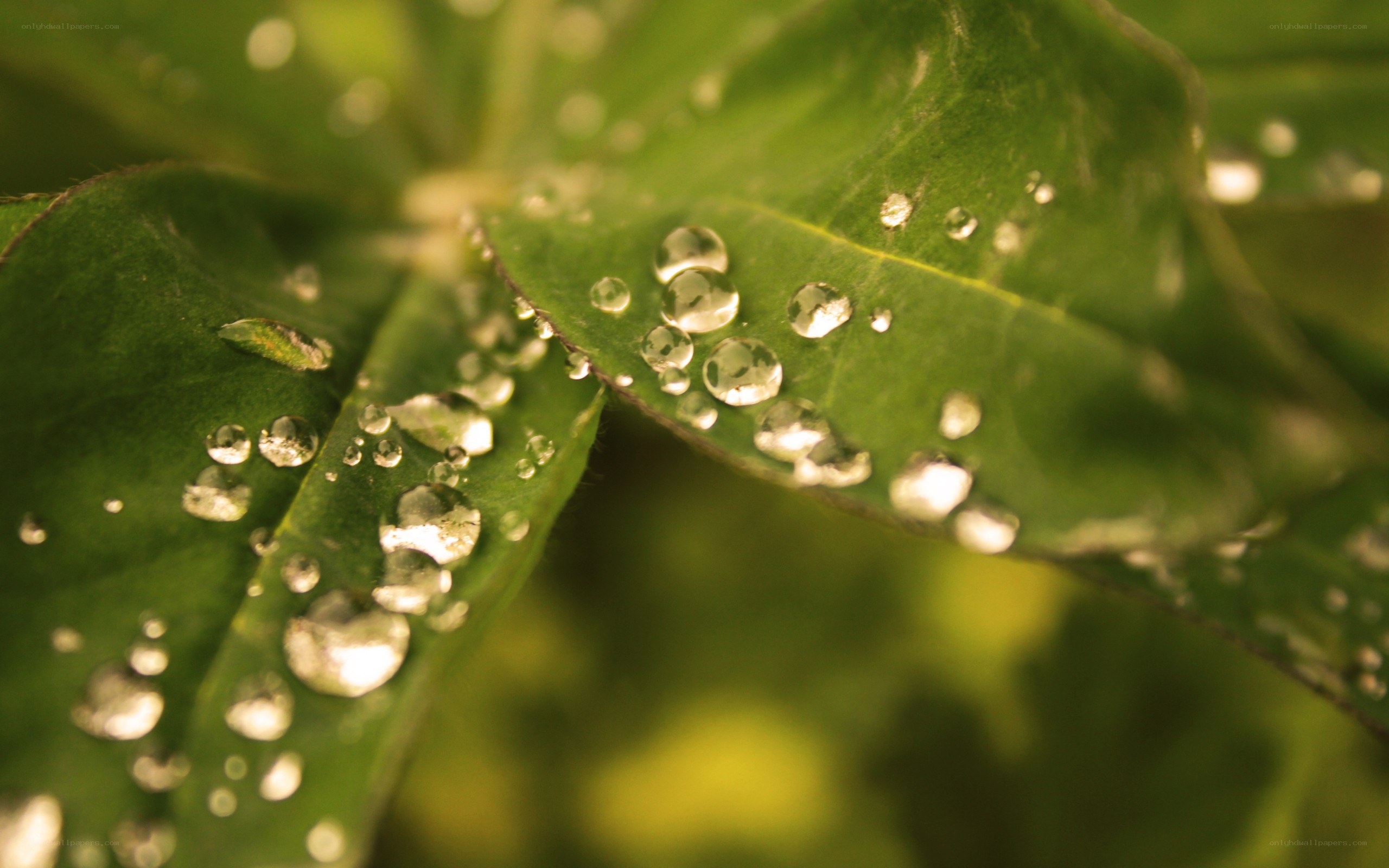 Water droplets on green leaves