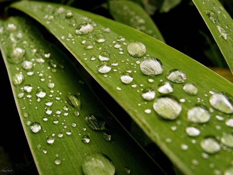 Water droplets on green leaves