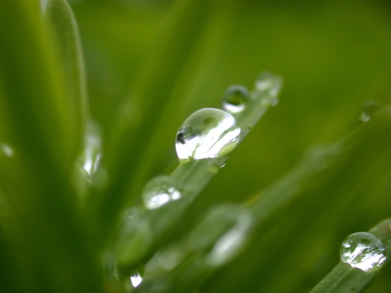Water droplets on green leaves