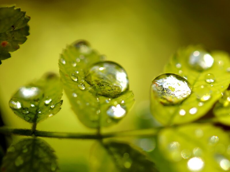 Water droplets on green leaves