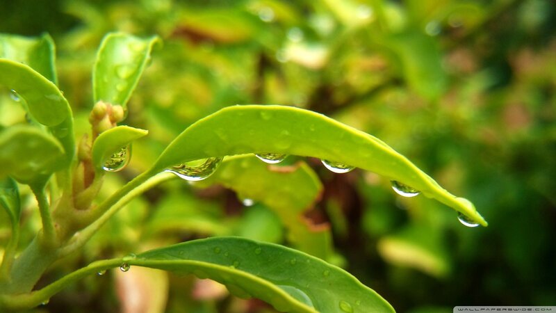 Water droplets on green leaves