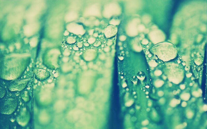 Water droplets on green leaves