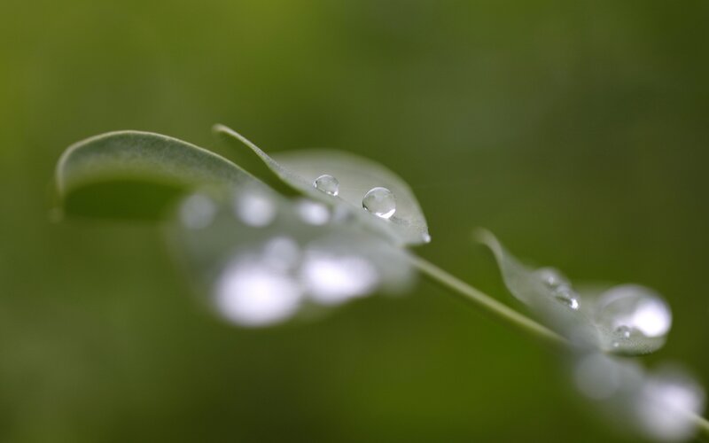 Water droplets on green leaves