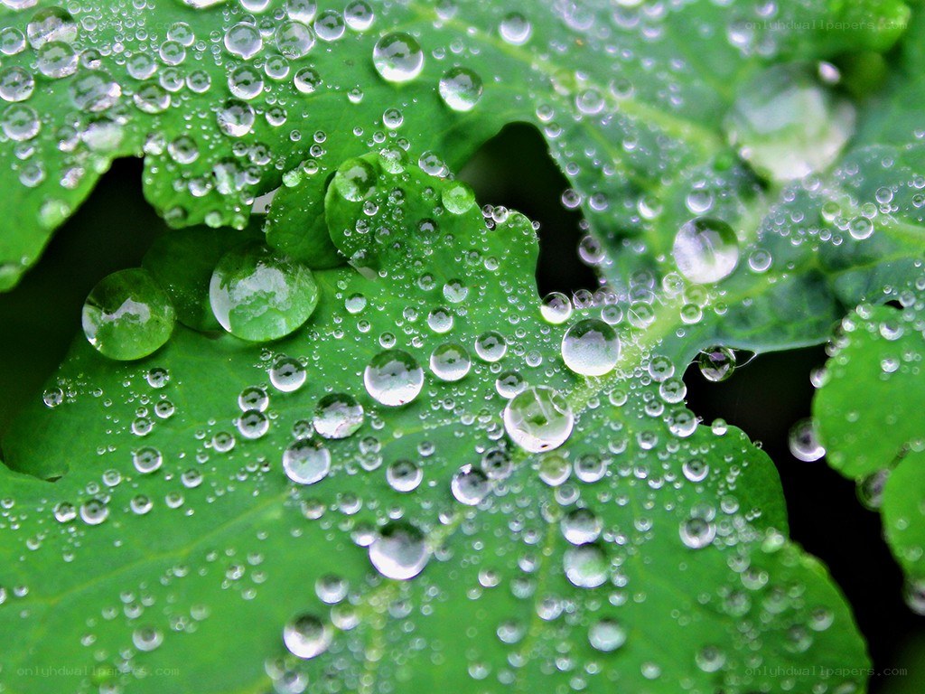 Water droplets on green leaves