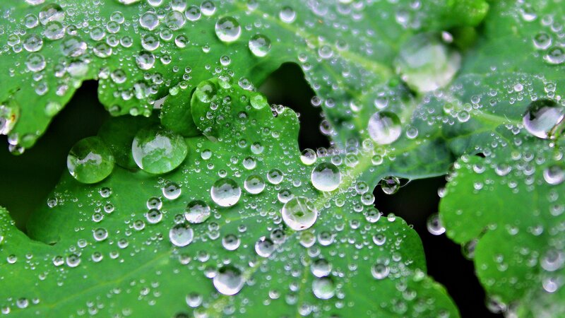 Water droplets on green leaves