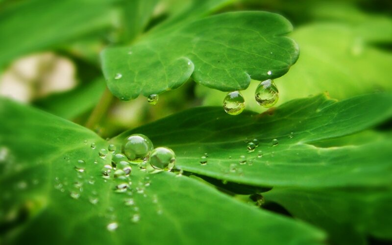 Water droplets on green leaves