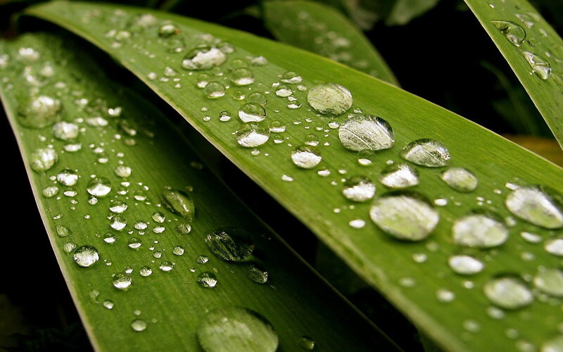 Water droplets on green leaves