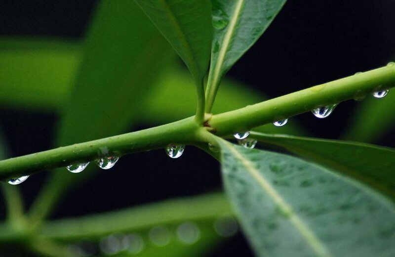Water droplets on green leaves