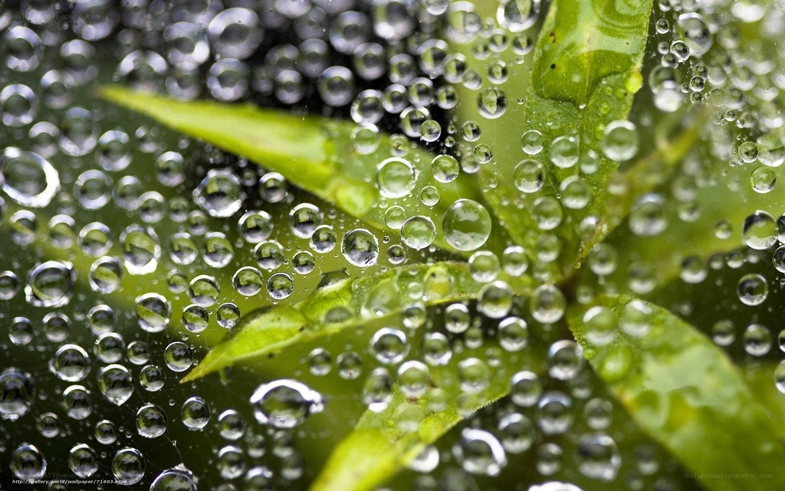 Water droplets on green leaves