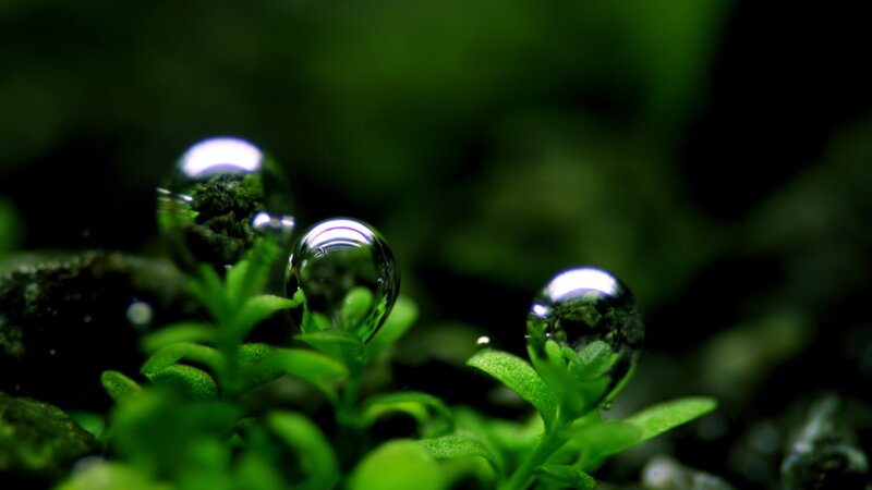 Water Droplets on Green Plants — Serene