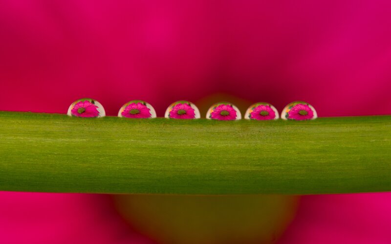 Water Droplets on Green Stem — Pink