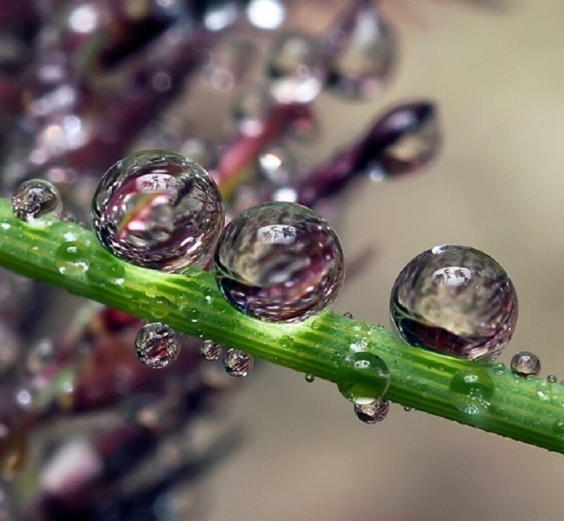 Water Droplets on Green Stem — Serene