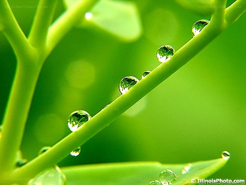 Water droplets on green stem