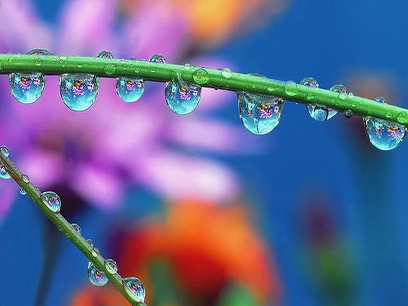 Water droplets on green stems