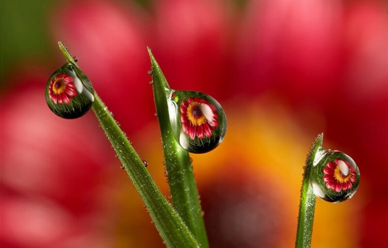 Water droplets on green stems