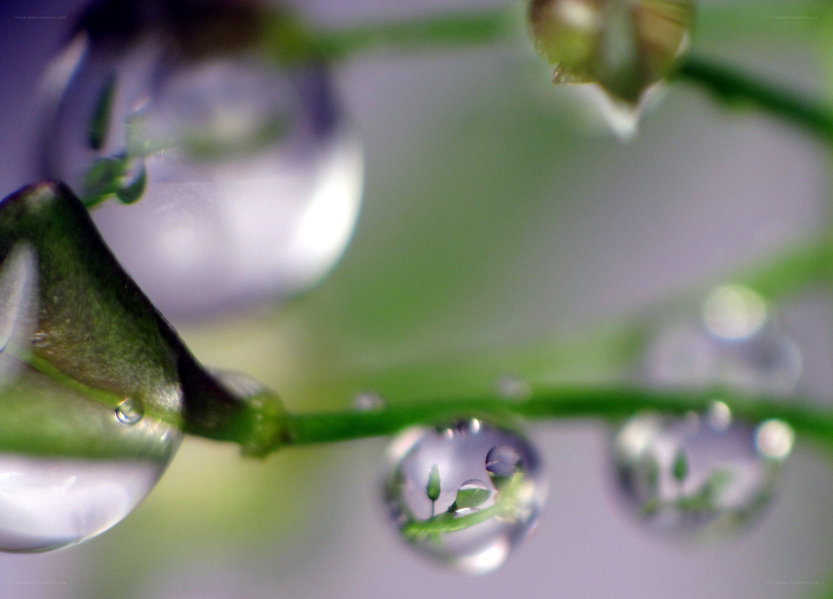 Water droplets on green stems