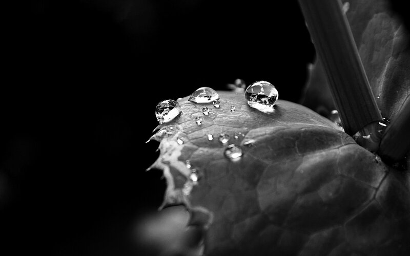 Water Droplets on Leaf — Black, Dramatic, Photograph, Stem