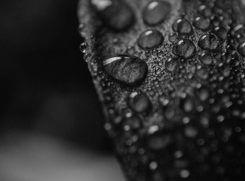 Water Droplets on Leaf — Black, Dramatic, Photograph