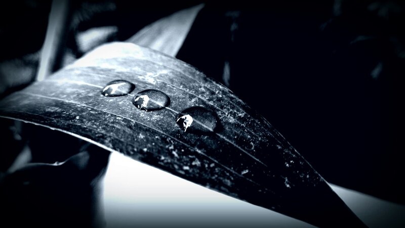 Water Droplets on Leaf — Black, Dramatic
