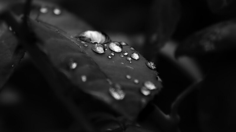 Water Droplets on Leaf — Black, Photograph