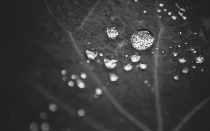 Water Droplets on Leaf — Black, Serene, Photograph