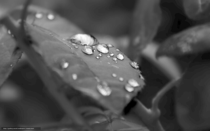 Water Droplets on Leaf — Black, Serene