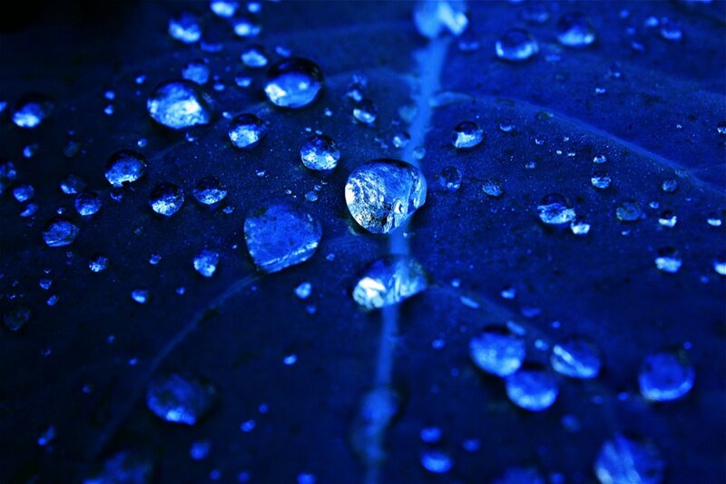 Water Droplets on Leaf — Blue, Calm