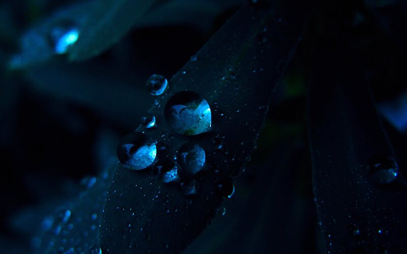 Water Droplets on Leaf — Blue, Dark, Night, Photograph