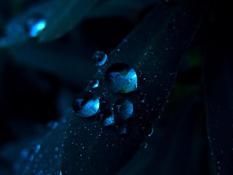 Water Droplets on Leaf — Blue, Dark, Night