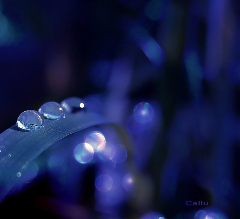 Water Droplets on Leaf — Blue, Serene
