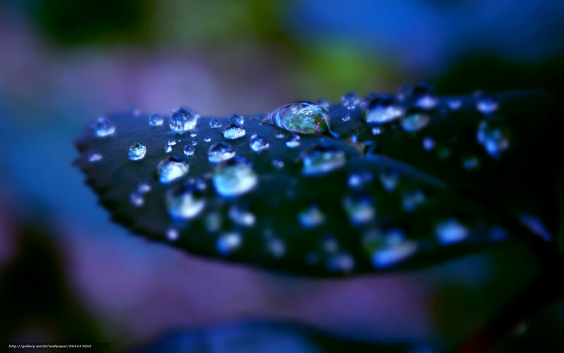 Water Droplets on Leaf — Blue