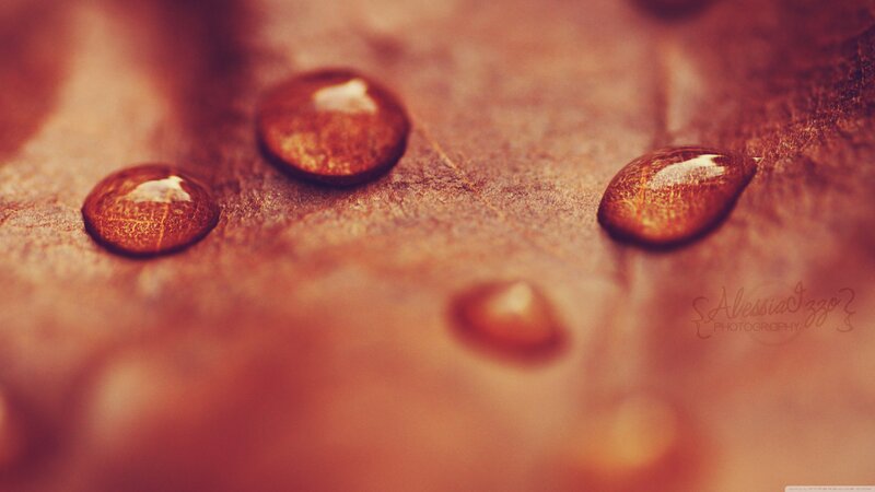 Water Droplets on Leaf — Brown, Serene, Autumn