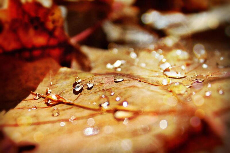 Water Droplets on Leaf — Brown, Serene