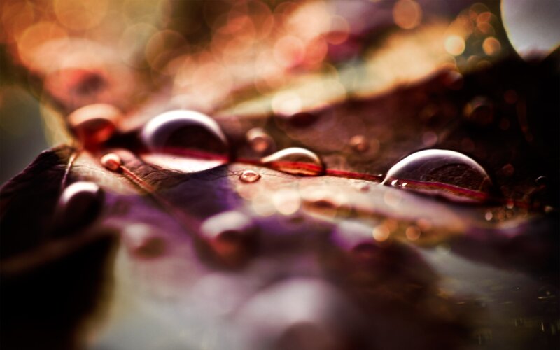 Water Droplets on Leaf — Brown